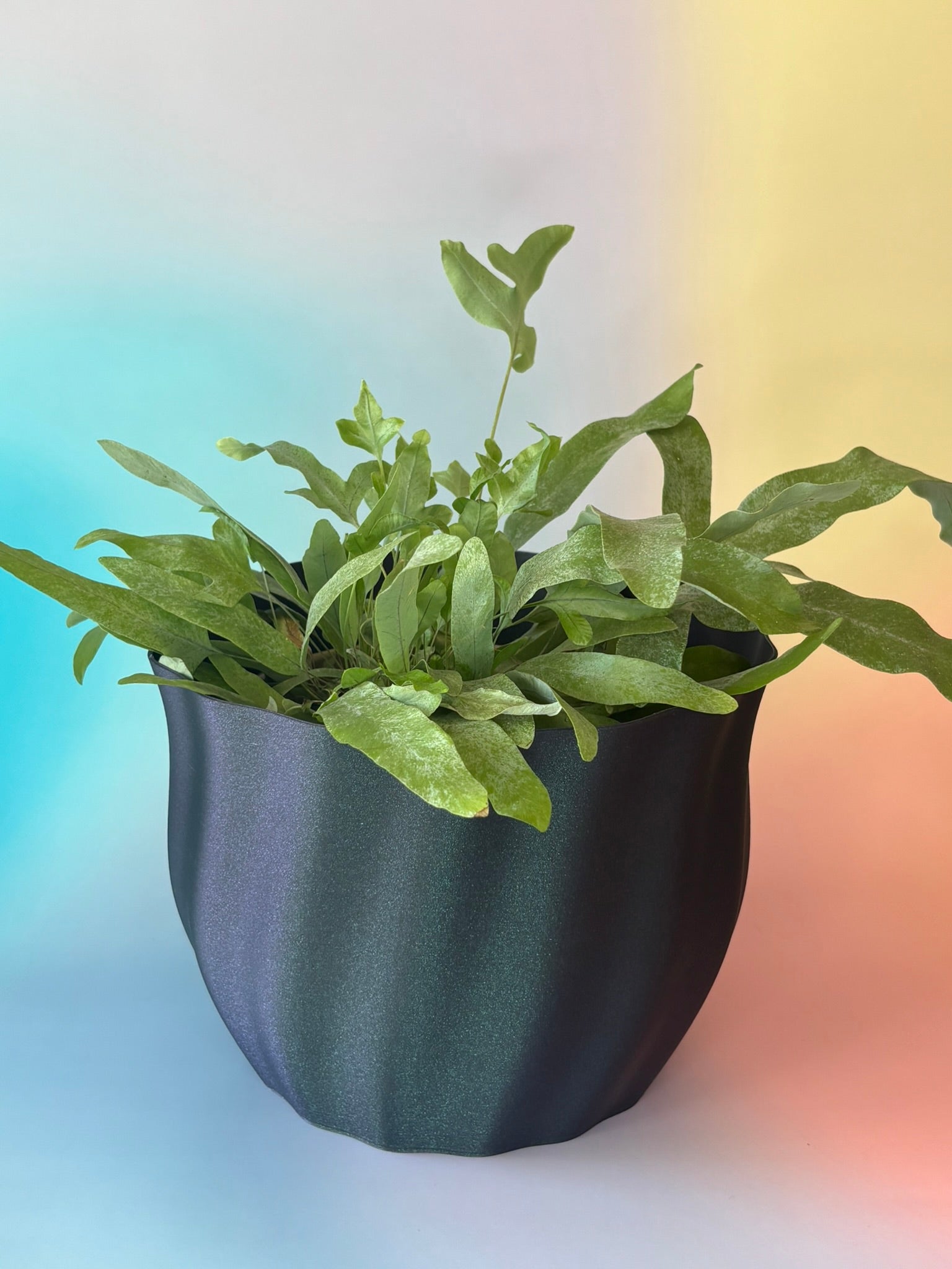 Duża doniczka delikatna fala